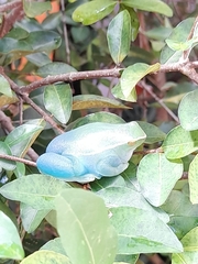 Sphaenorhynchus lacteus