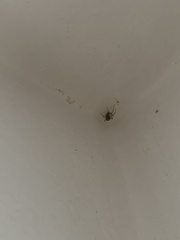 Steatoda bipunctata