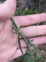 Misopates