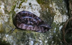 Lycodon futsingensis