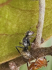 Myrmaphaenus