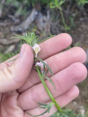 Misopates