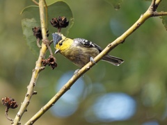 Machlolophus spilonotus