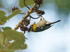 Machlolophus spilonotus