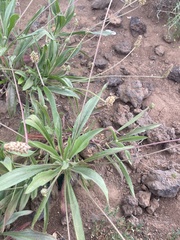 Plantago afra