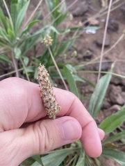 Plantago afra