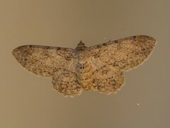 Cleora nigrisparsalis