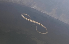 Natrix natrix moreotica