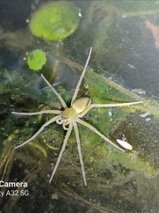 Dolomedes facetus