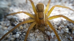 Nilus