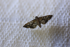 Nacoleia