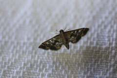 Nacoleia