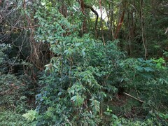Justicia brasiliana