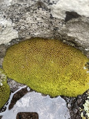 Hypodontium pomiforme