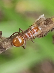 Cephalotes clypeatus