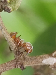 Cephalotes clypeatus