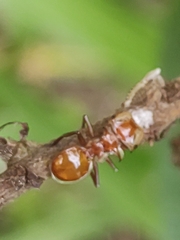 Cephalotes clypeatus