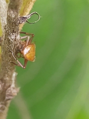 Cephalotes clypeatus