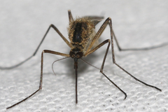 Aedes punctor