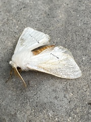 Phiala