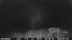 Cervus elaphus corsicanus