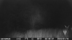 Cervus elaphus corsicanus