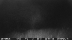 Cervus elaphus corsicanus