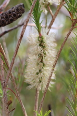 Melaleuca armillaris