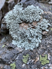 Flavopunctelia soredica