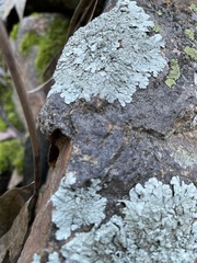 Flavopunctelia soredica