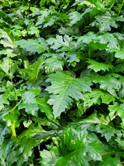 Acanthus mollis
