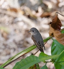 Muscicapa dauurica