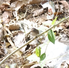 Muscicapa dauurica