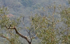 Psittacula columboides