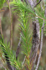 Melaleuca armillaris