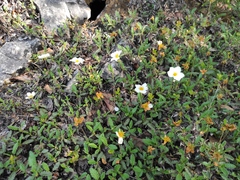 Dryas viscosa