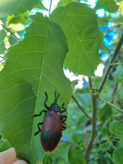 Coraliomela quadrimaculata