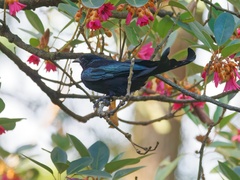 Dicrurus hottentottus