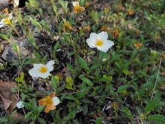 Dryas viscosa