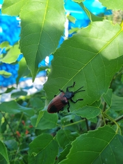 Coraliomela quadrimaculata