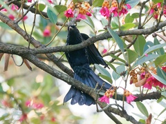 Dicrurus hottentottus