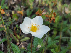 Dryas viscosa
