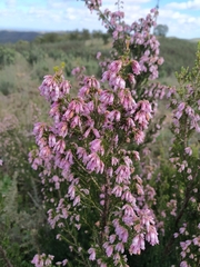 Erica australis