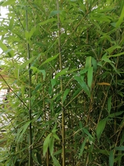 Bambusa vulgaris