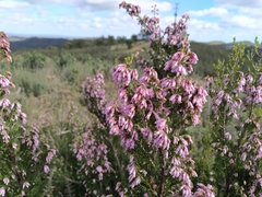 Erica australis