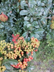 Pyracantha crenulata