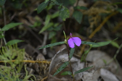Impatiens chinensis