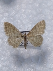 Idaea dilutaria