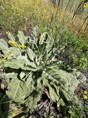 Verbascum densiflorum