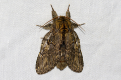 Peridea anceps